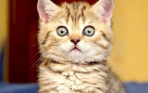 Çiğ et kedi ve köpekleriniz için zararlı olabilir