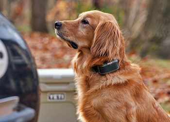 Sanal köpek tasması