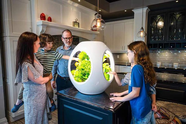 İç mekanlar için otomatik beslemeli mini bahçe